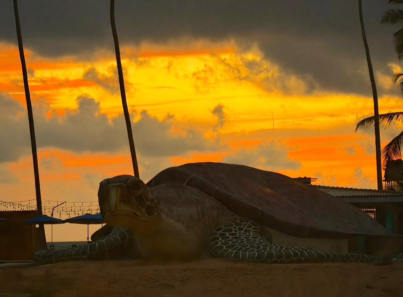 Turtle Farm