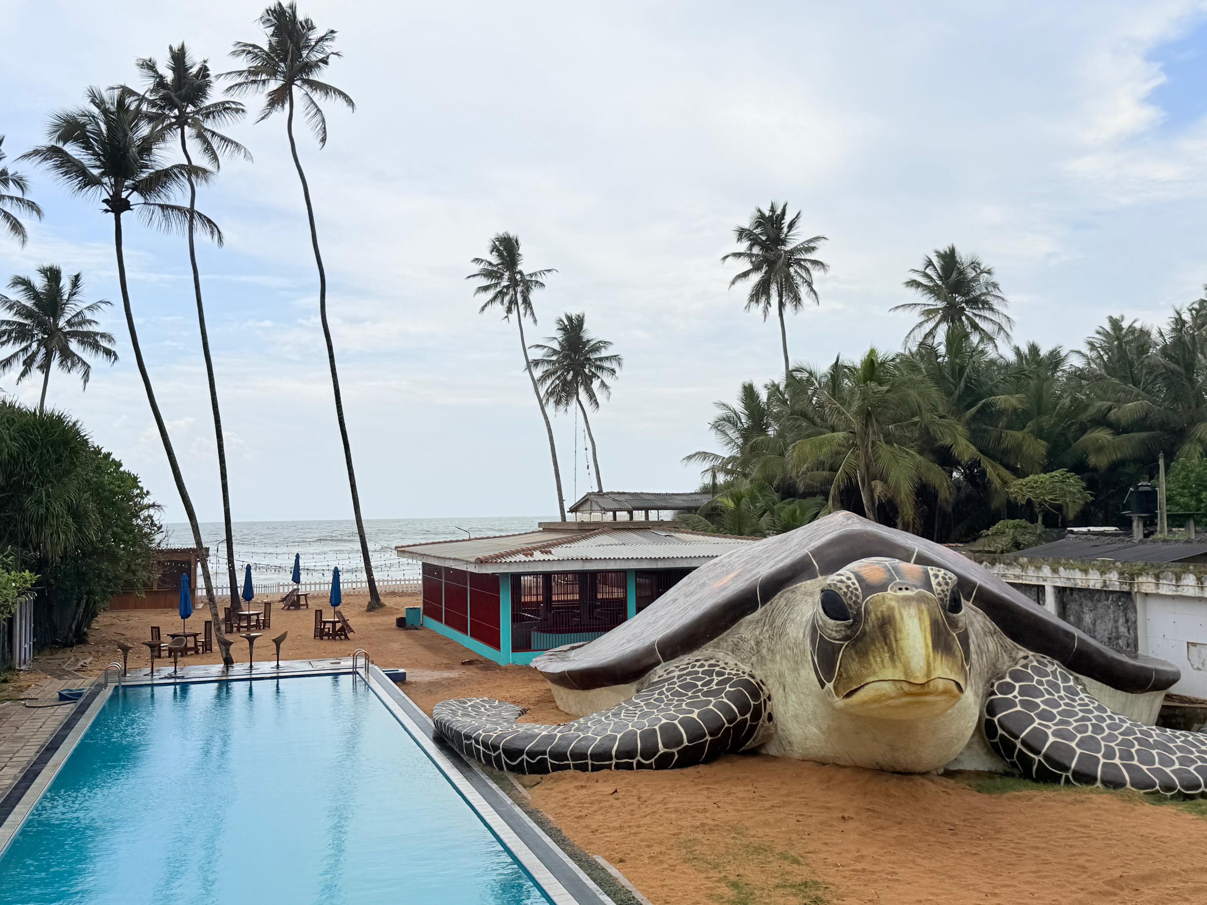 Turtle Sanctuary